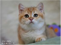 /paloma