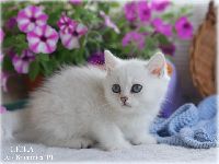 /leila