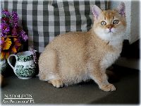 /napoleon