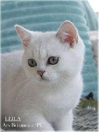 /leila