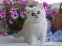 /leila