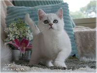 /leila