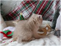 /candycane