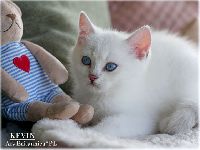 /kevin