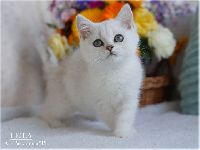 /leila