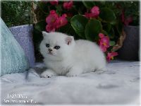 /jasmine