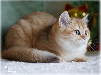 /paloma