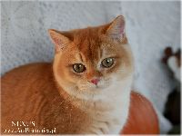 /napoleon