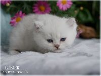 /lukier