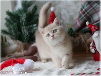 /candycane
