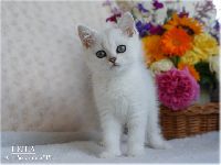 /leila