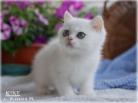 /kenji