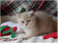 /candycane