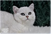 /gilbert