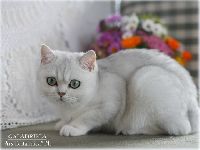 /galadriela