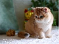 /princessa