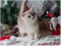 /candycane
