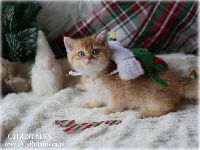 /christmas