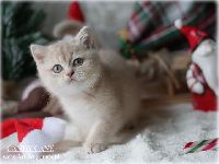 /candycane
