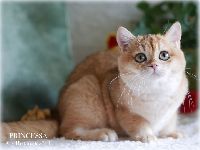 /princessa