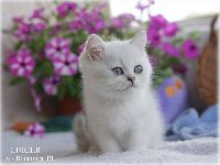/lukier