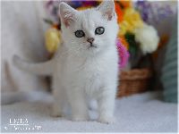 /leila