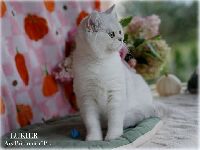 /lukier