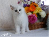/leila