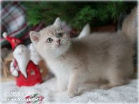 /candycane