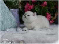 /jasmine
