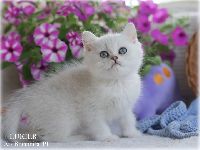 /lukier