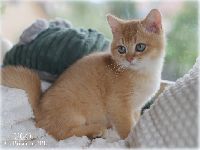 /ugo