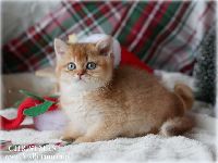 /christmas