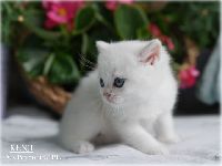/kenji