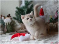 /candycane