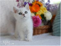/leila