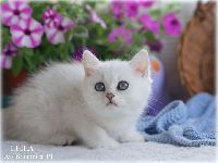 /leila