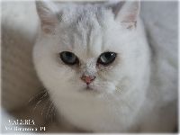 /valeria
