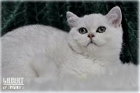 /gilbert
