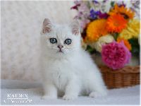 /kaiden