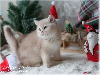 /candycane