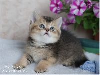 /paladyn