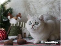 /galadriela