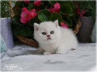 /jasmine