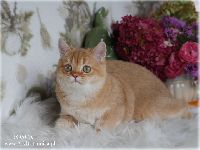 /tosca