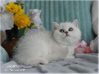 /jasmine