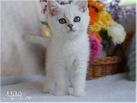 /leila