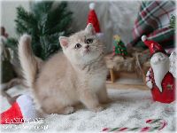 /candycane