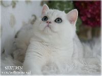 /severin