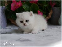 /jasmine